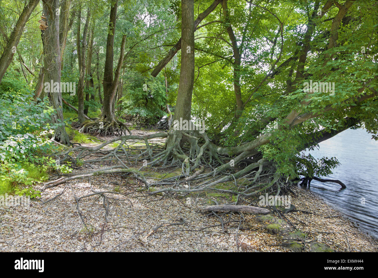Forêt alluviale sur le front du Danube dans le parc national de Donau-Auen Autriche. Banque D'Images
