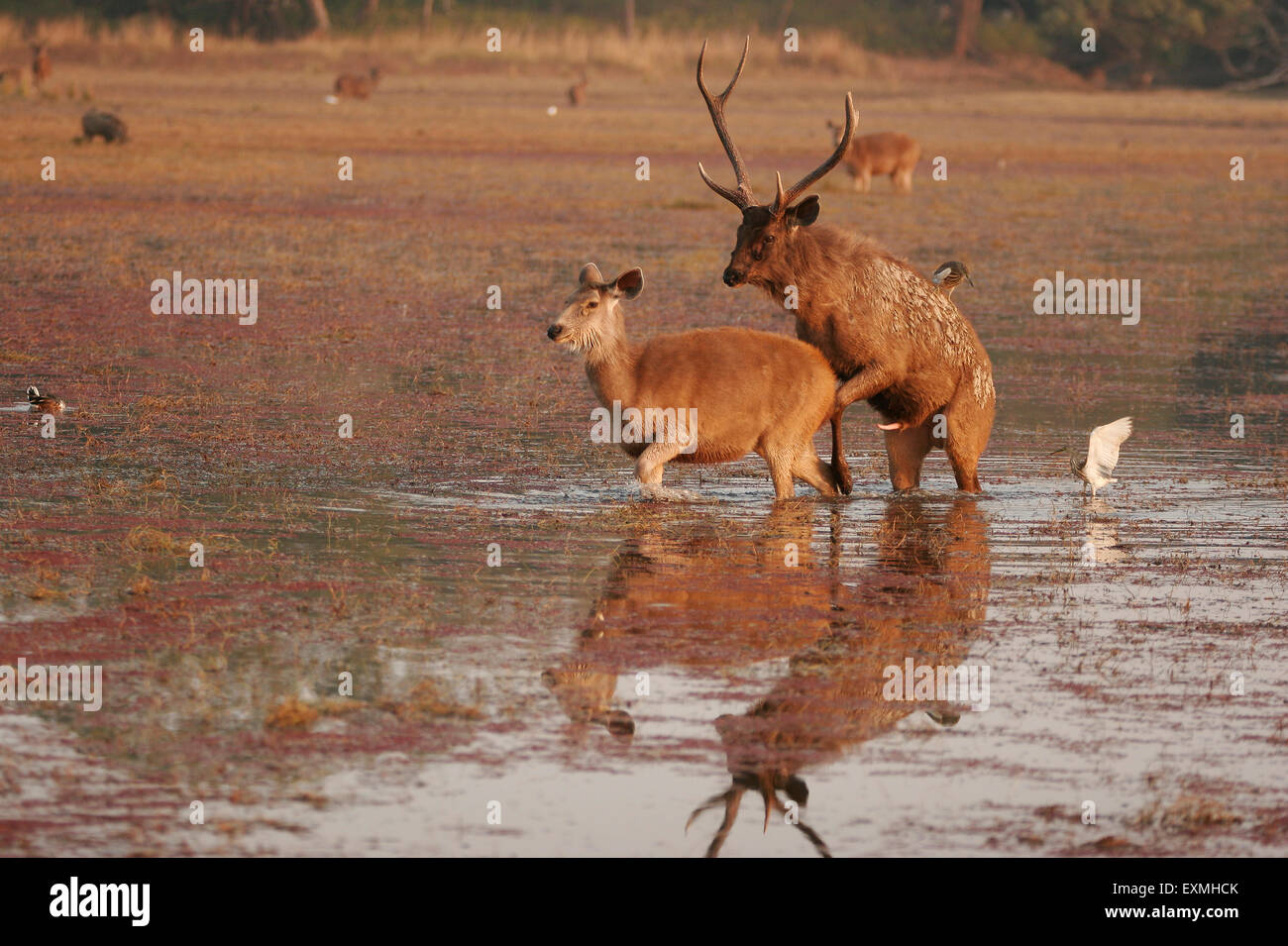 Cerfs Sambar Cervus unicolor ; hommes femmes dans l'accouplement ; lac Rajbagh Réserve de tigres de Ranthambore National Park ; Rajasthan Inde ; Banque D'Images