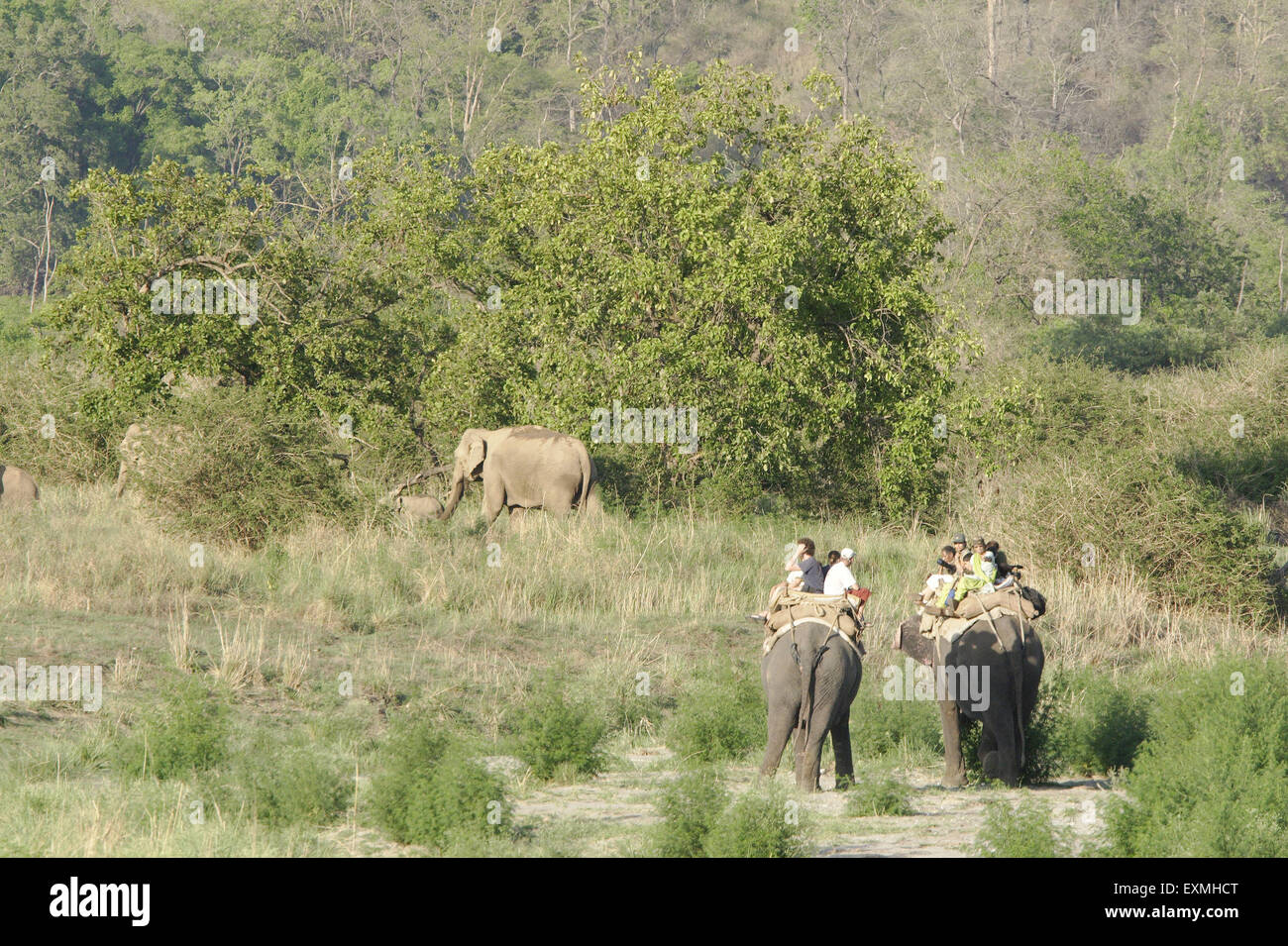 Les touristes en Safari d'éléphant à Corbett Wildlife Sanctuary, Uttarakhand, Inde Banque D'Images