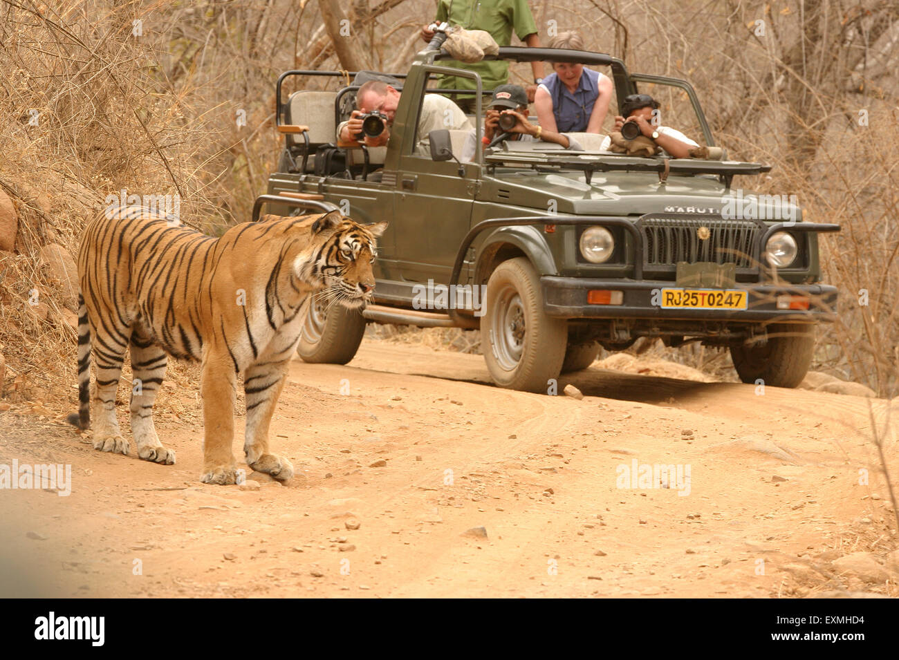 Machali Tigre Panthera tigris des touristes de la région du lac faisant la photographie Dans le parc national de la réserve de tigres de Ranthambore Sawai Madhopur Rajasthan Inde Asie Banque D'Images