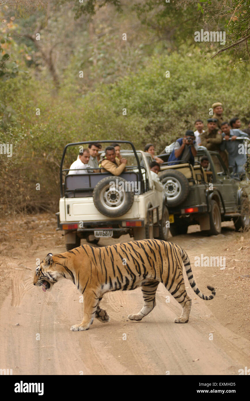 Les gens sur le safari de Tiger Panthera tigris dans la Réserve de tigres de Ranthambore National Park ; Rajasthan Inde ; Banque D'Images