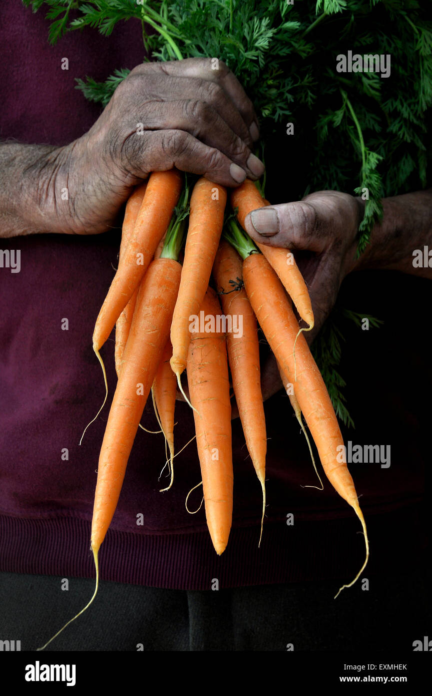 Un agriculteur ou jardinier holding a bunch of carrots Banque D'Images