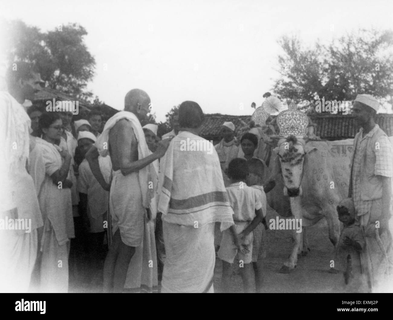 Mahatma Gandhi et d'autres un message d'accueil décoré vache pendant le Festival de Bullock Ashram Sevagram ; ; ; 1939 Gandhi Abha PAS MR Banque D'Images