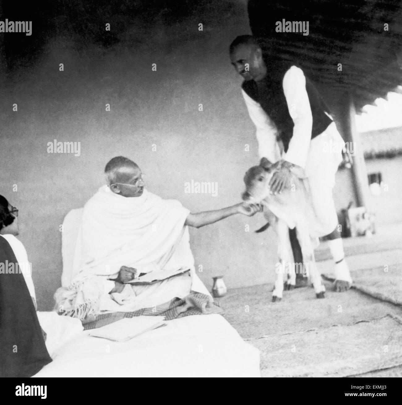 Le Mahatma Gandhi se caresser un nouveau-né 4 heures ; veau détenues par Balwant Singh ; à l'Ashram Sevagram ; 1937 PAS DE MR Banque D'Images