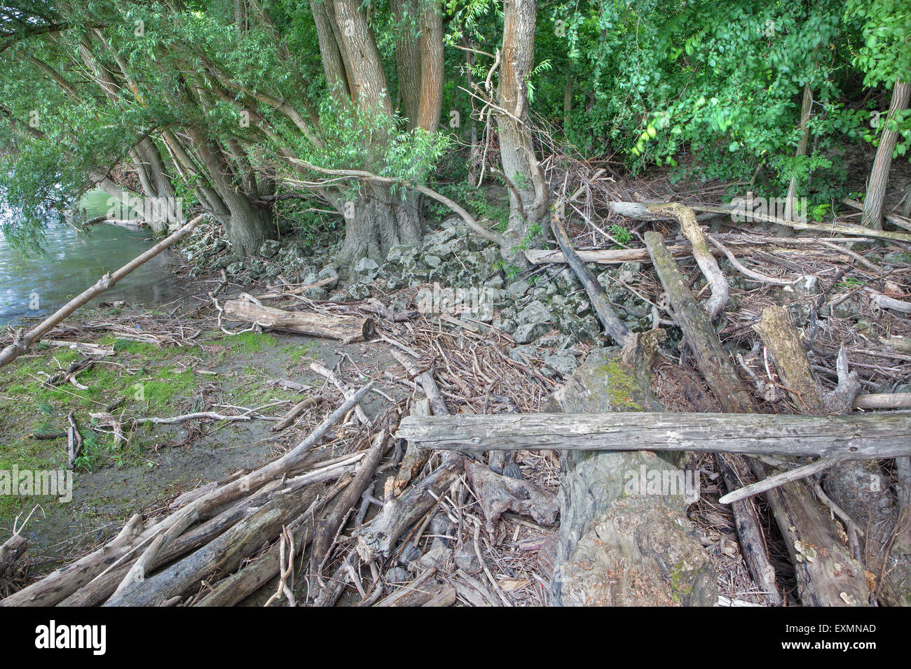 Forêt alluviale sur le front du Danube dans le parc national de Donau-Auen Autriche. Banque D'Images