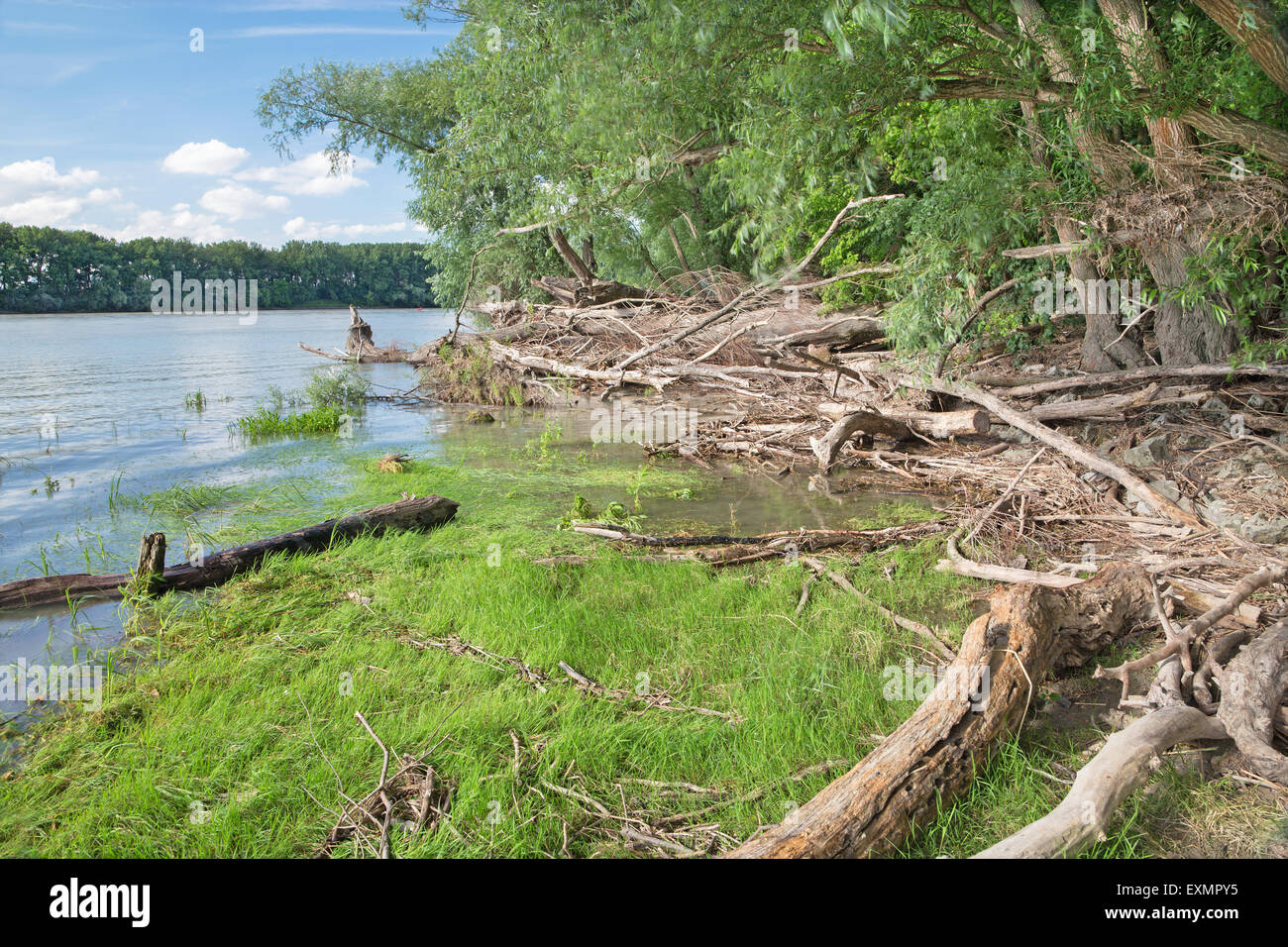 Forêt alluviale sur le front du Danube dans le parc national de Donau-Auen Autriche. Banque D'Images