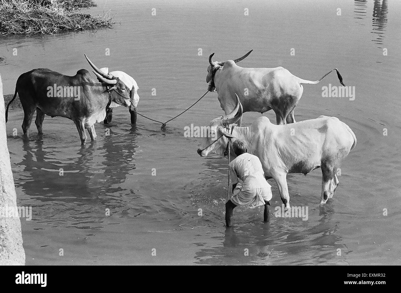 Les hommes en donnant au bétail en baignoire river ; Munagoli ; village de Bijapur district ; Karnataka Inde ; Banque D'Images