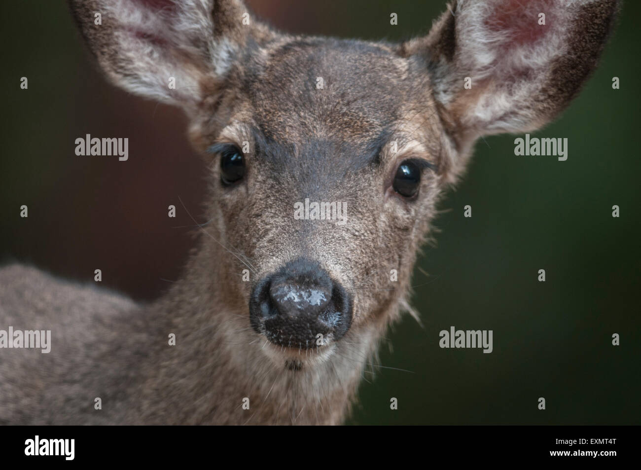 Un jeune le Cerf mulet (Odocoileus hemionus) Sierra Foothills, dans le Nord de la Californie. Banque D'Images