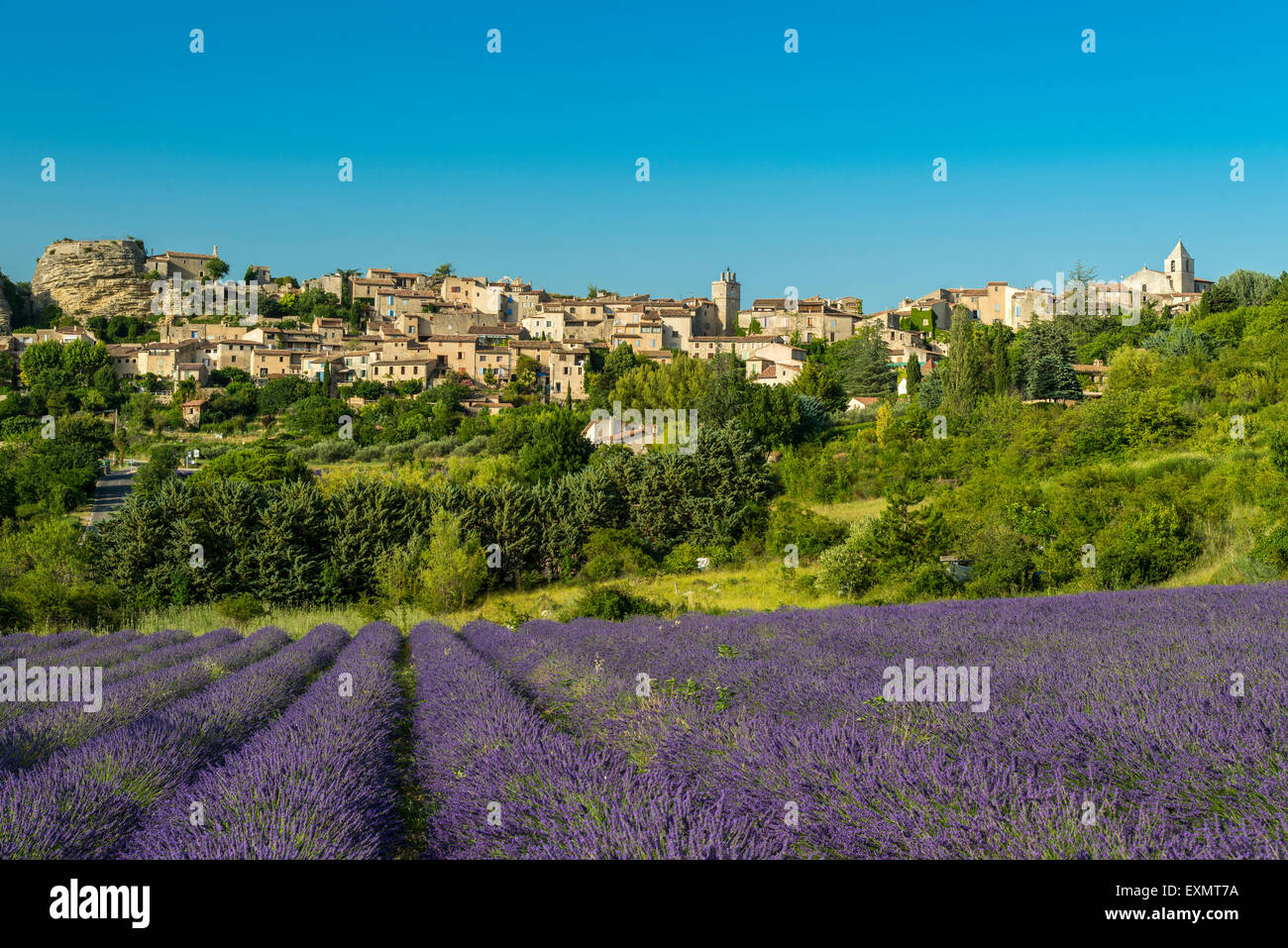 Vue sur le village de Saignon avec champ de lavande en fleur, Provence, France Banque D'Images