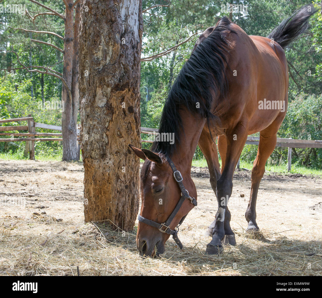 Cheval sur une prairie d'été Banque D'Images