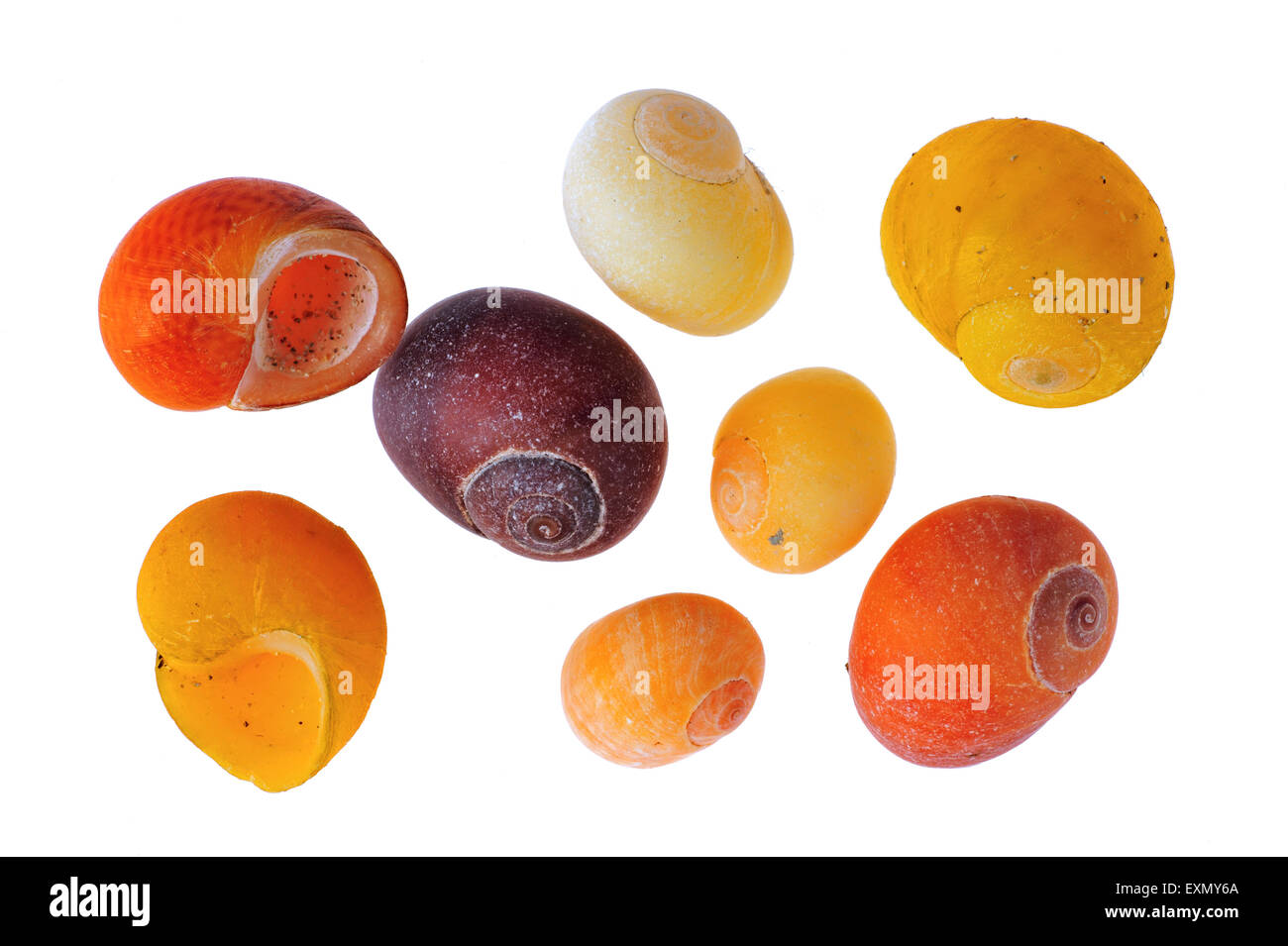 Télévision couleur (bigorneau Littorina obtusata) coquillages sur fond blanc Banque D'Images