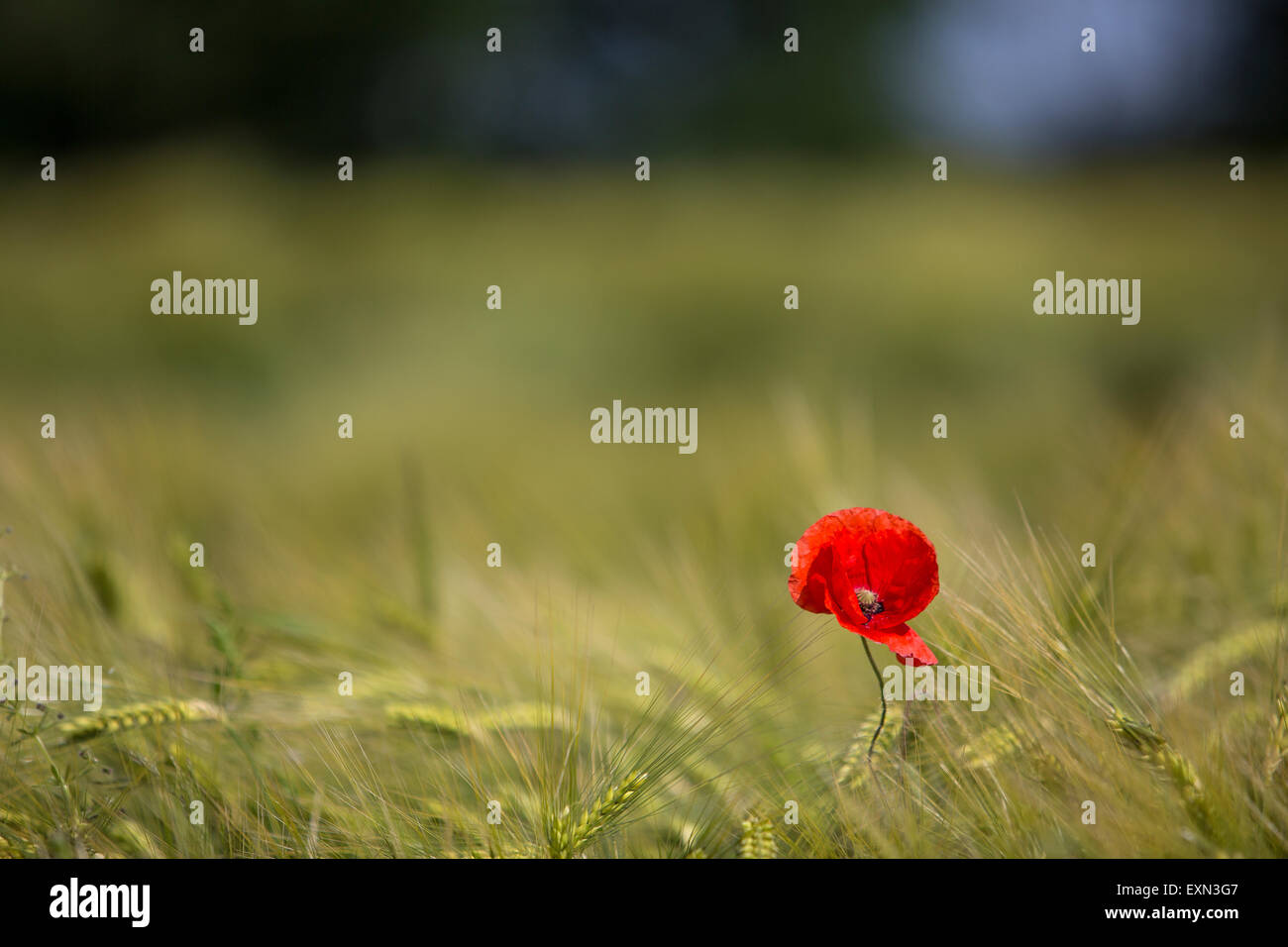 Coquelicot en grain field Banque D'Images