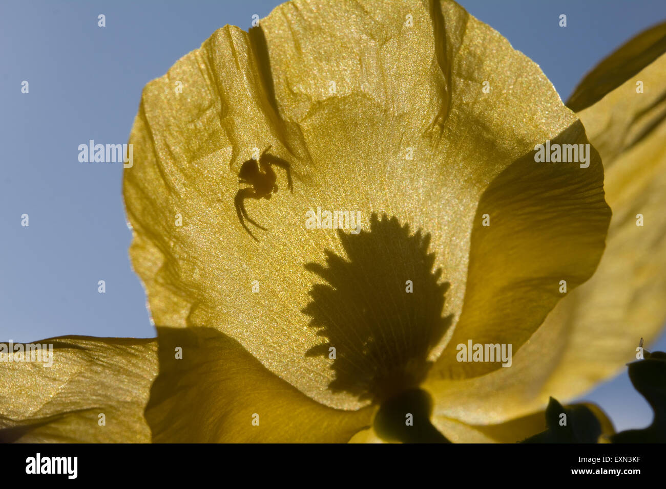 Silhouette d'araignée crabe jaune / T.onustus . priant sur un hornpoppy/ jaune Glaucium flavum. Lemnos Limnos island/, Grèce. Banque D'Images