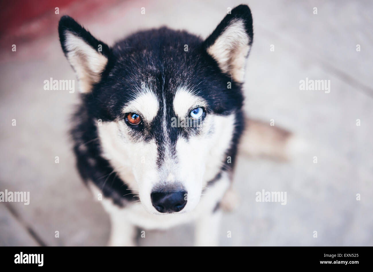 Portrait de Husky avec yeux impairs Banque D'Images