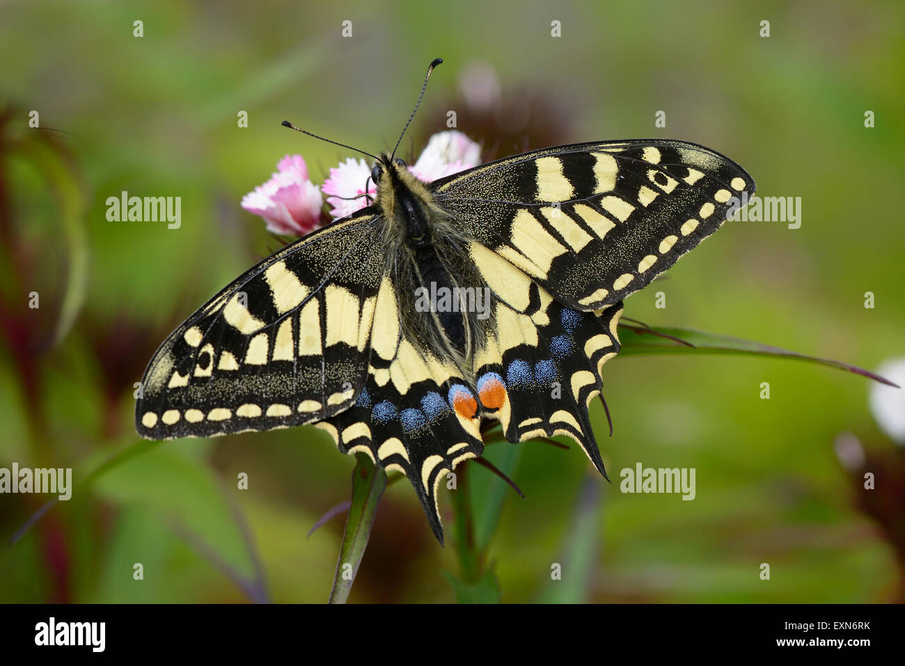 Machaon Banque D'Images