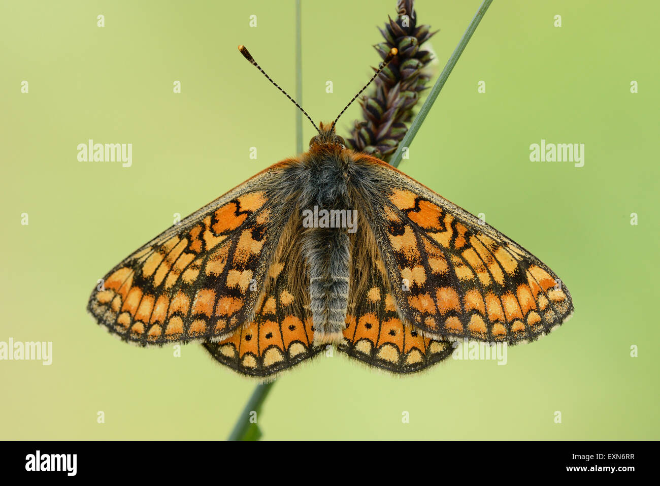 Marsh Fritillary Banque D'Images