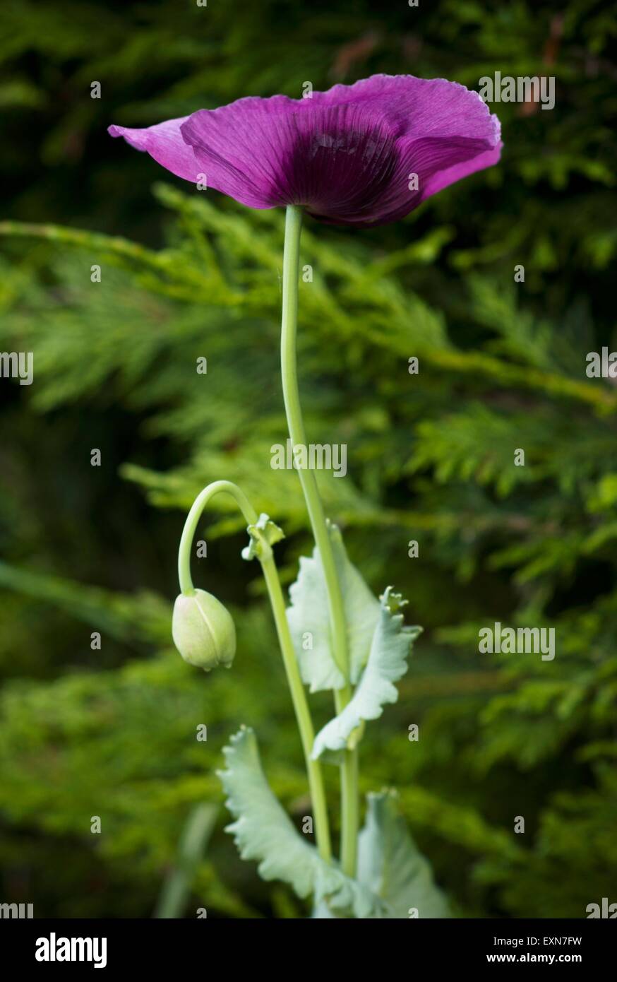 Papaver somniferum, le pavot à opium est l'espèce de plante dont les graines de pavot et d'opium sont dérivés. Banque D'Images