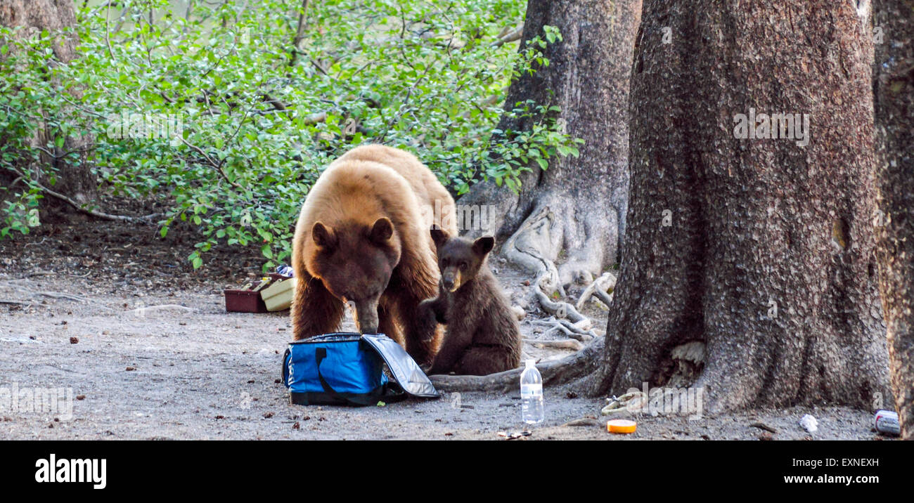 L'ours noir et la cub dans le bassin Mammoth Lakes Banque D'Images