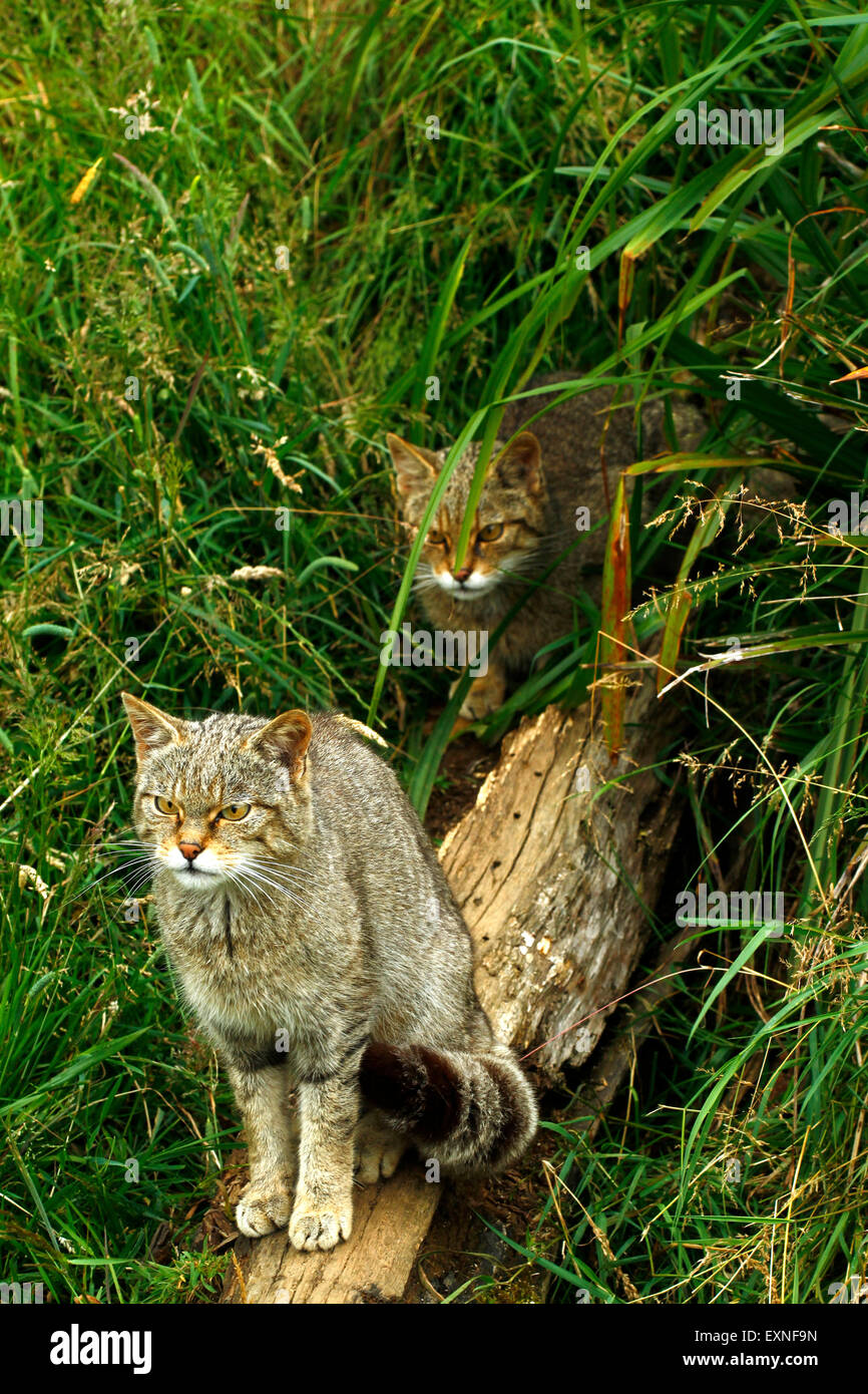 Les chats sauvages écossais, mère et fille dans une épaisse forêt, noter leurs manteaux
