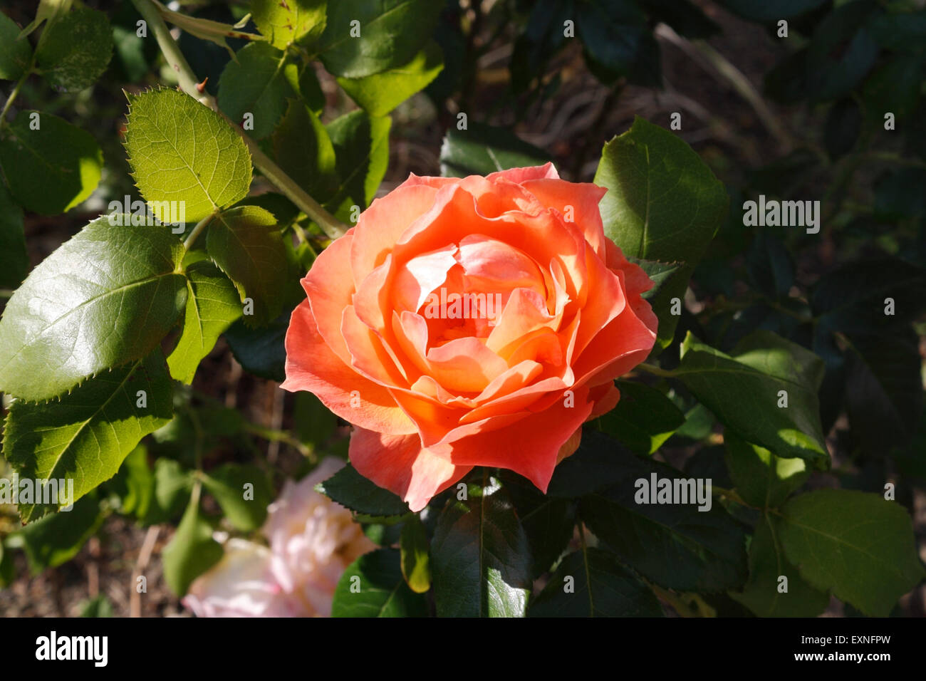 Rose rouge fleur Banque D'Images