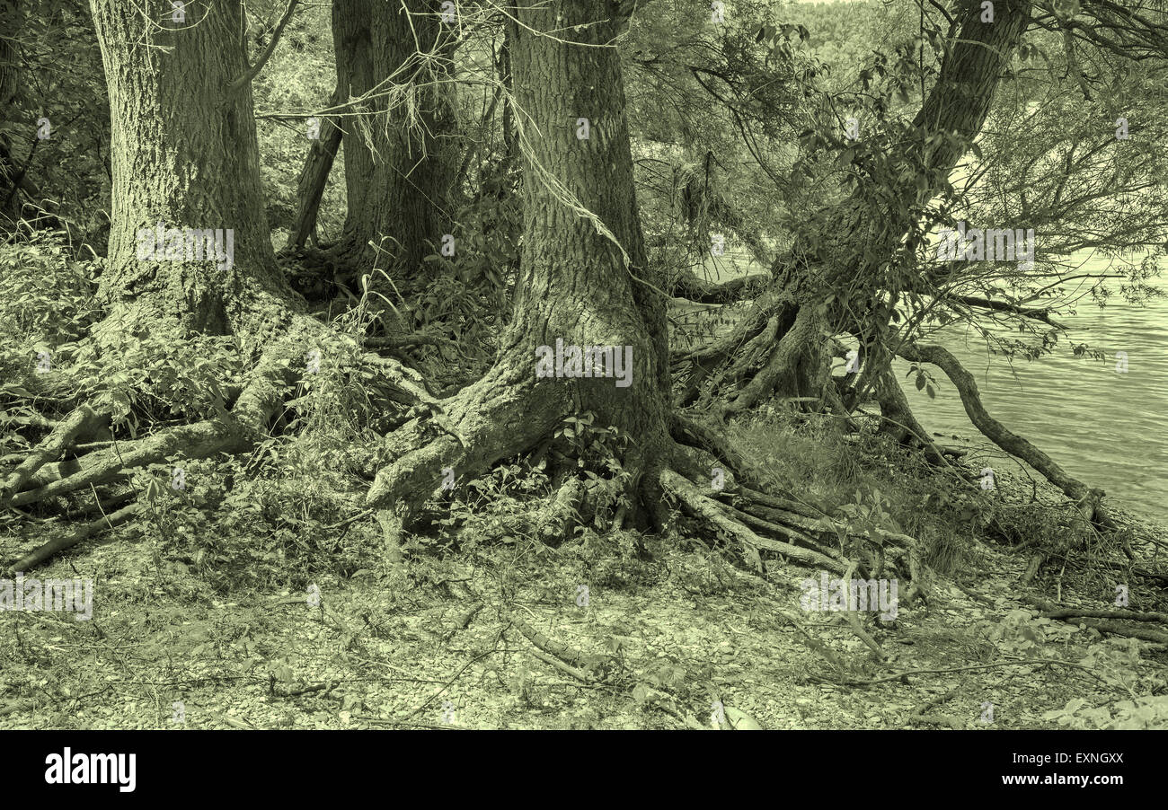 Forêt alluviale sur le front du Danube dans le parc national de Donau-Auen Autriche. Banque D'Images