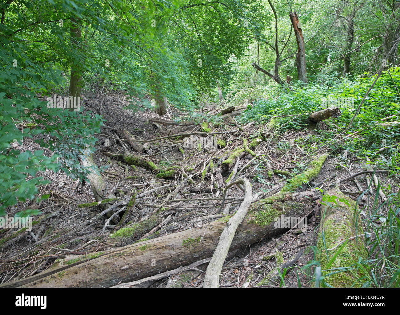 Forêt alluviale sur le front du Danube dans le parc national de Donau-Auen Autriche. Banque D'Images