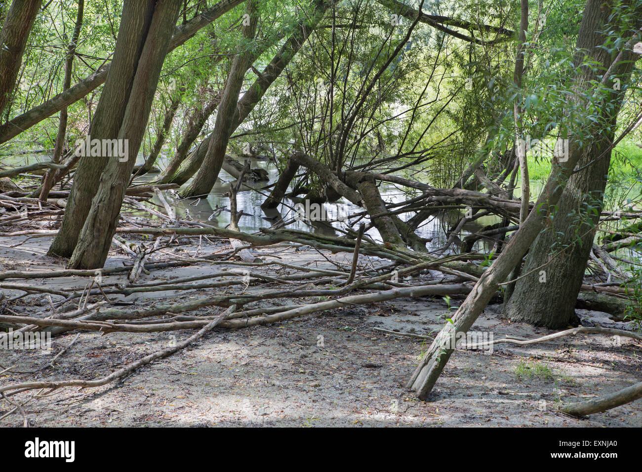 Forêt alluviale sur le front du Danube dans le parc national de Donau-Auen Autriche. Banque D'Images