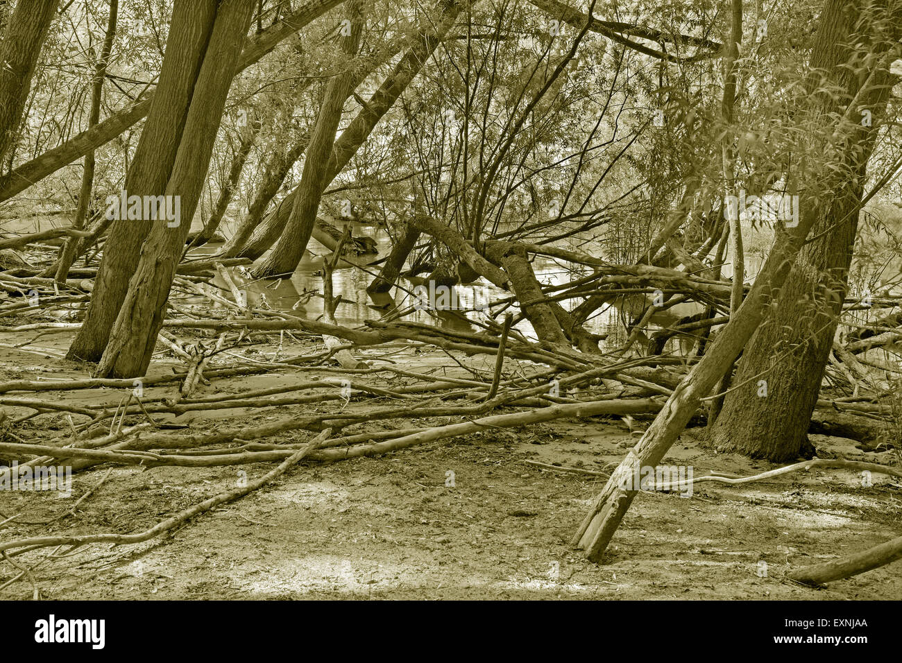 Forêt alluviale sur le front du Danube dans le parc national de Donau-Auen Autriche. Banque D'Images