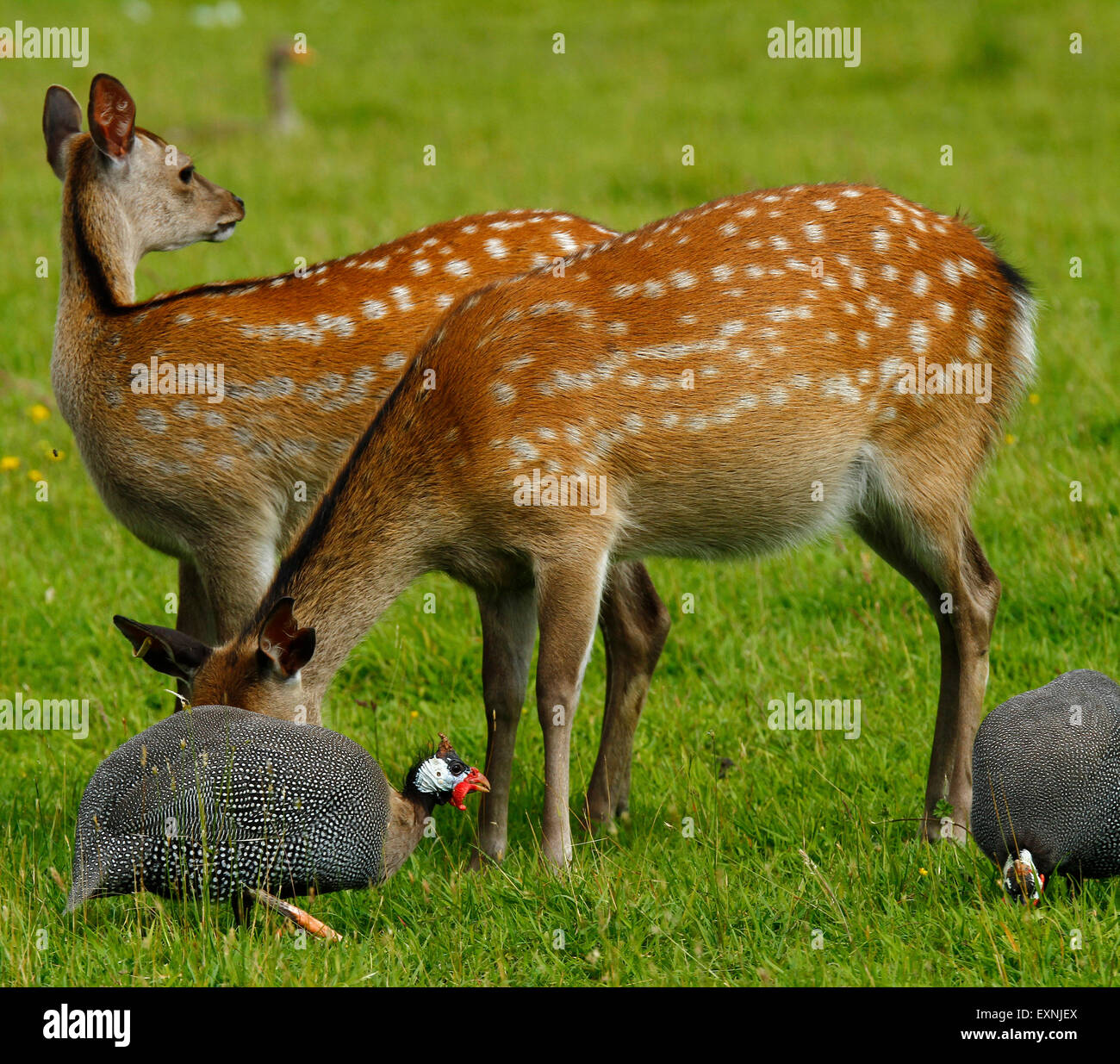 Le cerf sika dans leur pelage d'été se tenait dans un champ vert, la pintade le partage avec eux de pâturage Banque D'Images