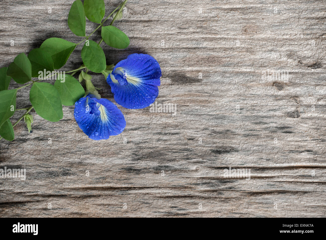 Papillon ( pois frais Clitoria ternatea) fleur sur vieux bois en bois Banque D'Images