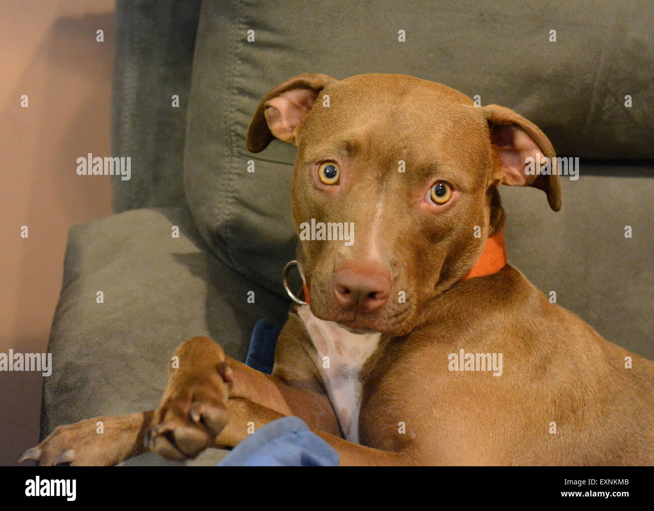 Un laboratoire de chocolat et mélanger pit bull dog Banque D'Images