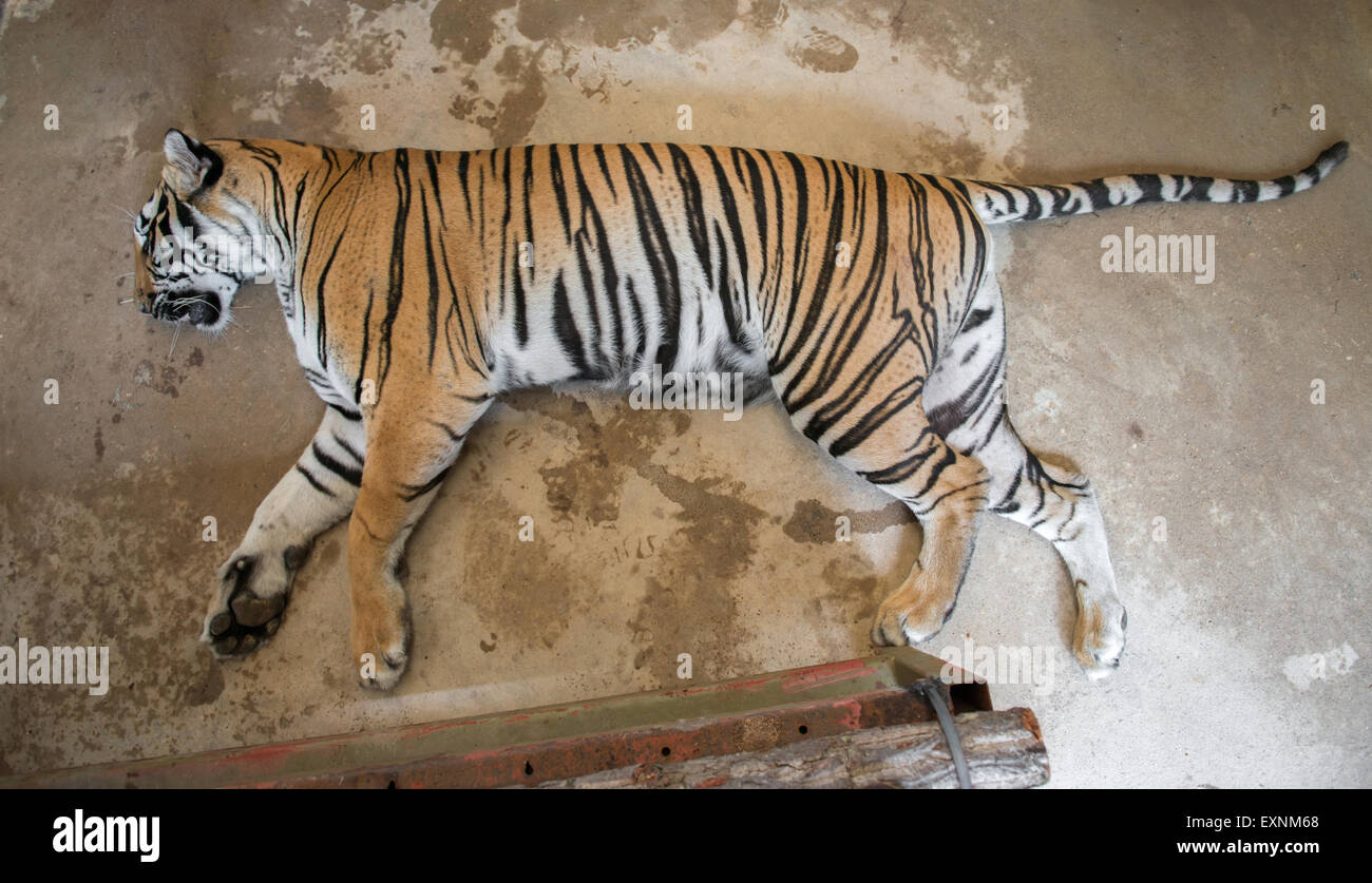 Après le sommeil du tigre s'applique un remède vétérinaire Banque D'Images
