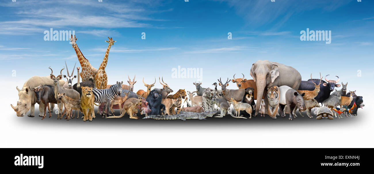 Du monde animal avec ciel bleu Banque D'Images