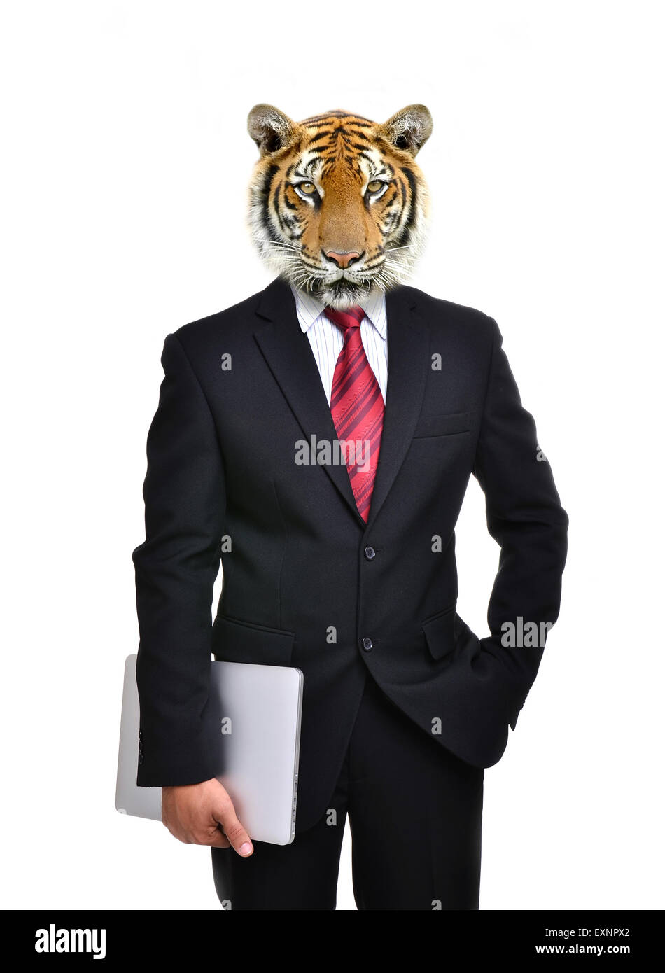 L'homme d'affaires avec la tête de tigre isolé sur fond blanc Banque D'Images