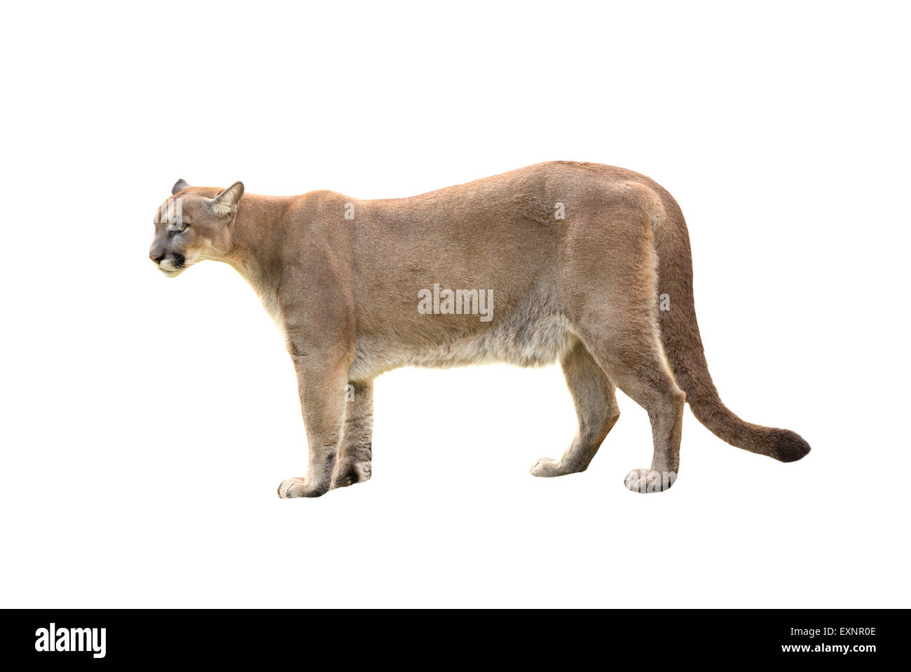 Puma ou cougar isolé sur fond blanc Banque D'Images