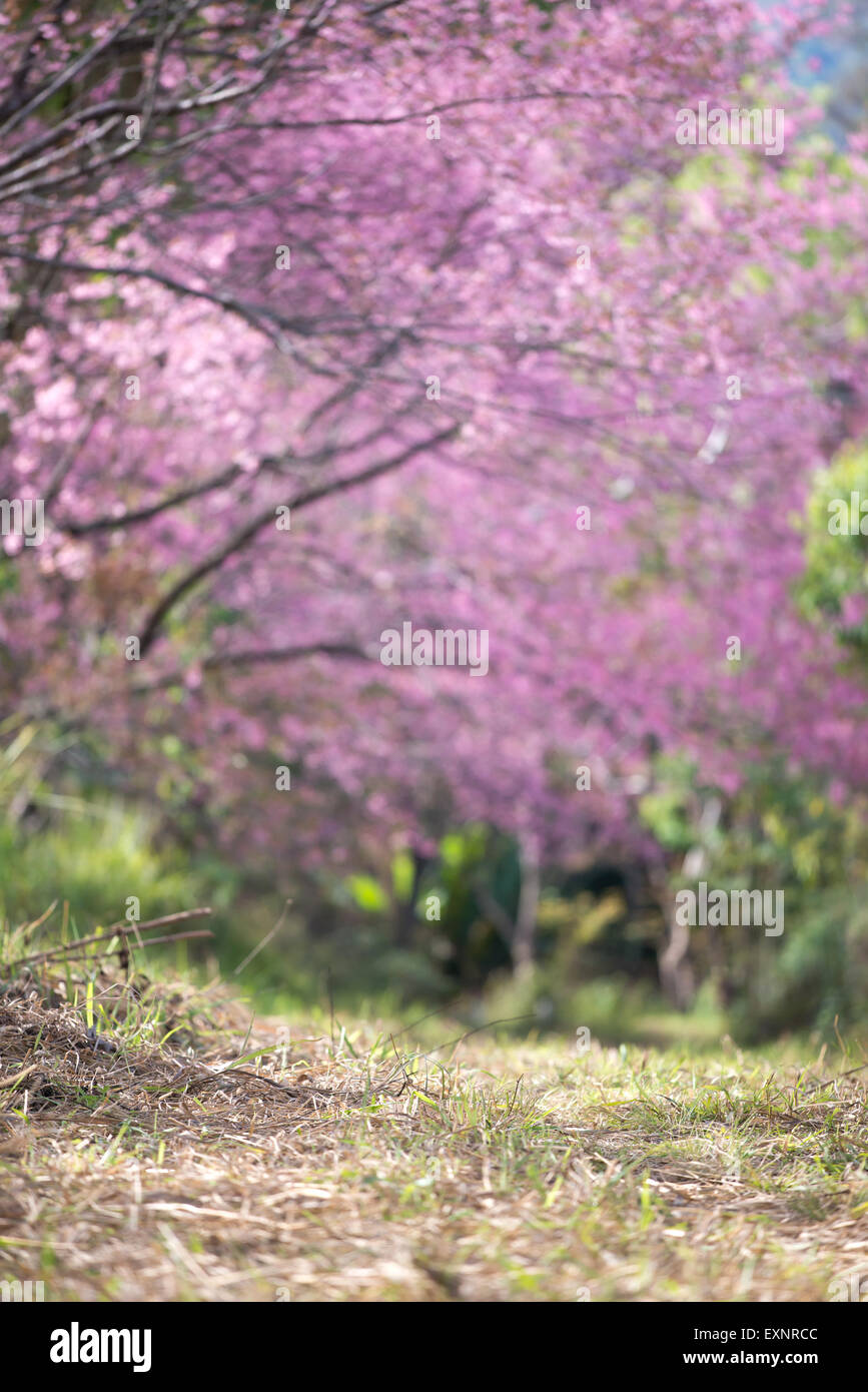 Belle fleur de cerisier himalayen sauvage ( Prunus cerasoides ) Banque D'Images