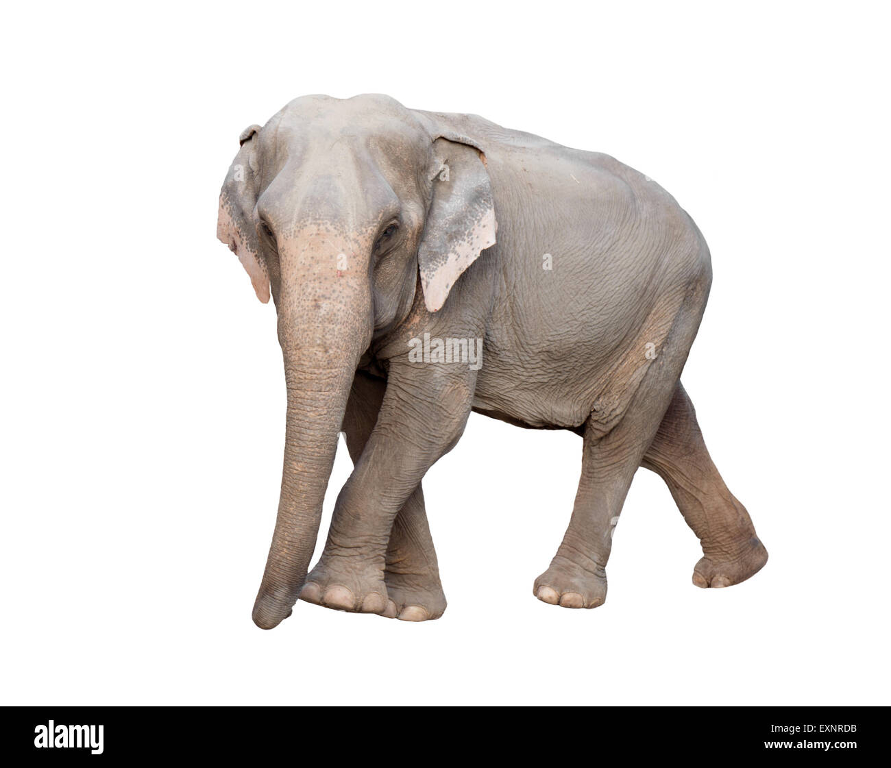 L'éléphant d'Asie femelle isolé sur fond blanc Banque D'Images