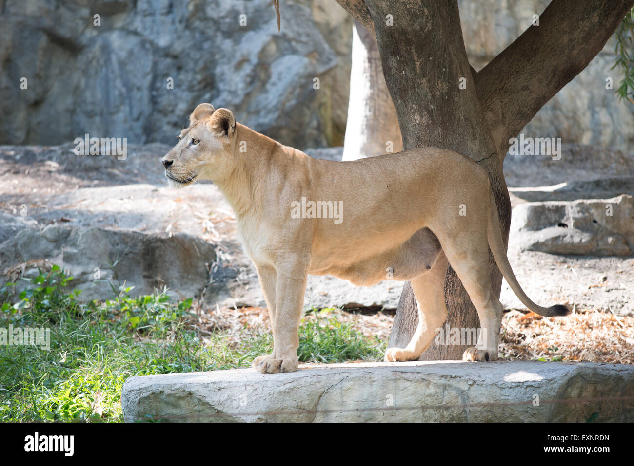 Femme lion debout dans le zoo Banque D'Images