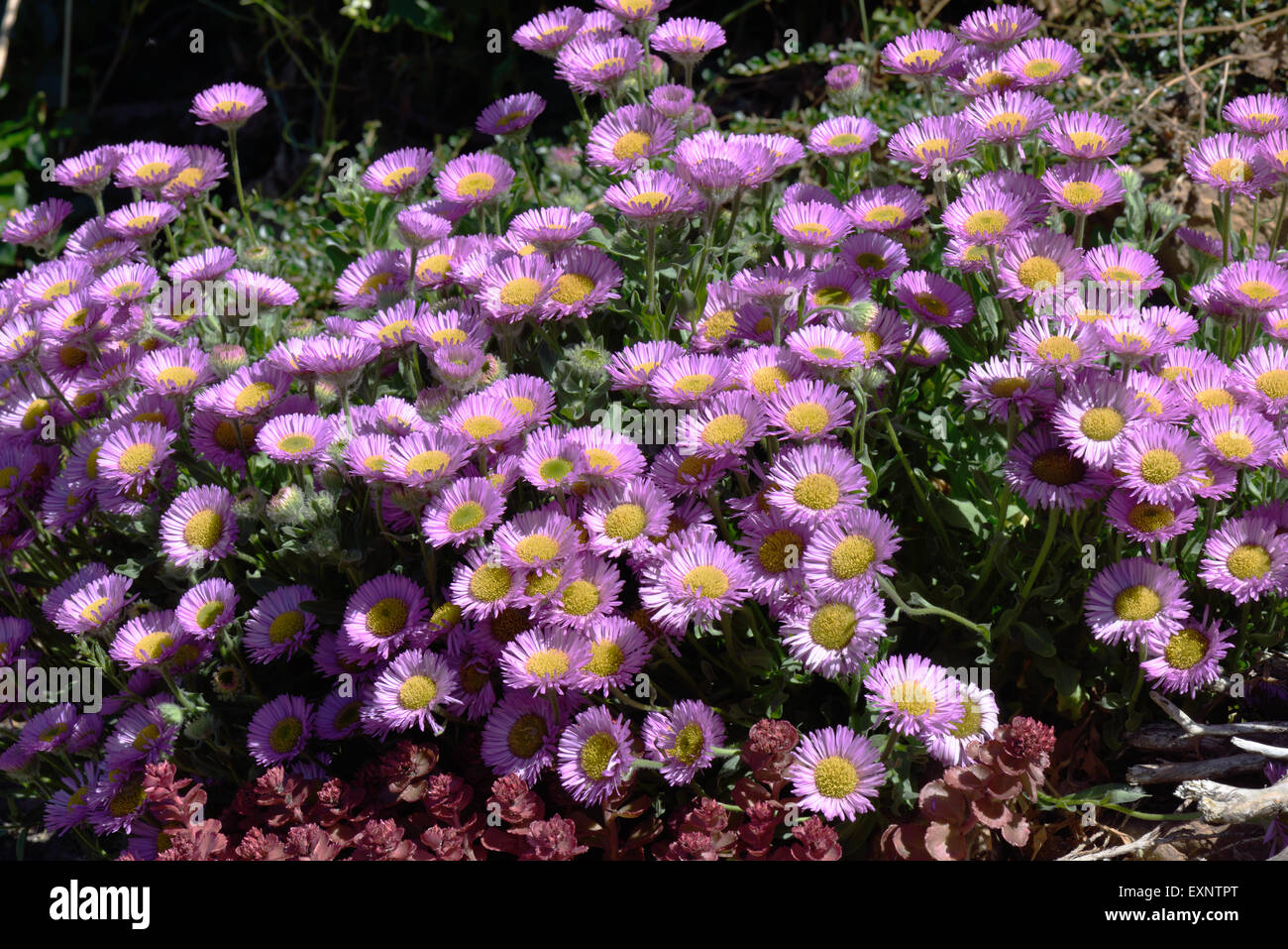 L'Erigeron 'Sea Breeze', rose fleur d'un jardin de rocaille alpine, Berkshire, juin Banque D'Images