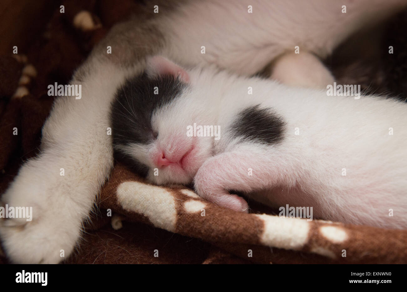 Chaton nouveau-né dormir confortablement à côté de sa jambe et le ventre de la mère. Banque D'Images
