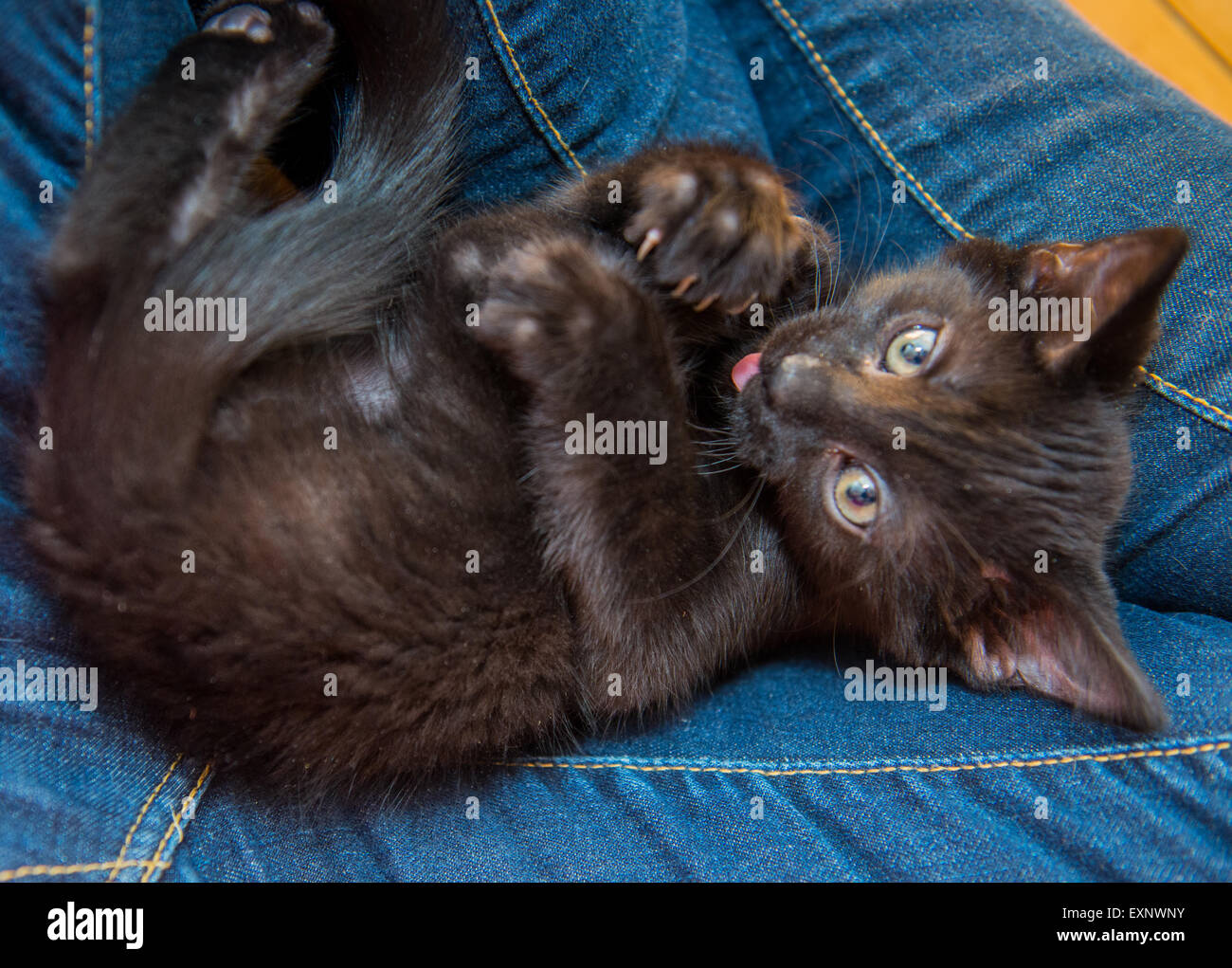 Un chaton noir recroquevillé dans les genoux de l'homme avec des griffes tendus, de la langue, de jouer ou de nettoyage elle-même. Banque D'Images