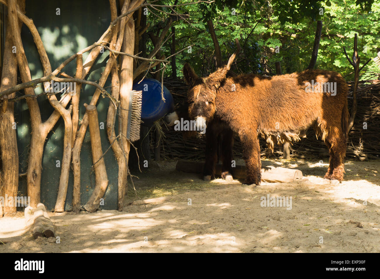 Le Baudet du Poitou, Equus asinus asinus 'Poitou' dans le zoo de Schönbrunn à Vienne le vendredi 26 juin, 2015. (CTK Photo/Libor Sojka) Banque D'Images