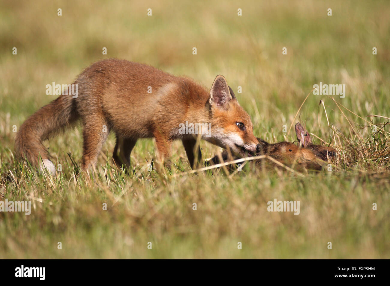 Le renard roux (Vulpes vulpes) chaton, 3 mois, se nourrissant de faons de chevreuils (Capreolus capreolus) sur scythed pré, Allgaeu, Bavaria Banque D'Images