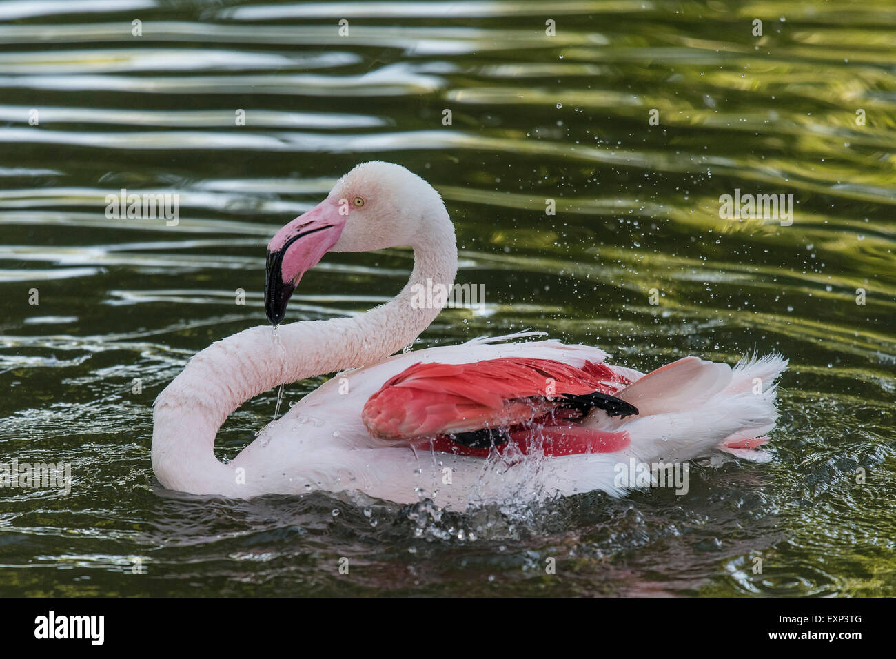 Flamant rose (Phoenicopterus roseus), Bade-Wurtemberg, Allemagne Banque D'Images