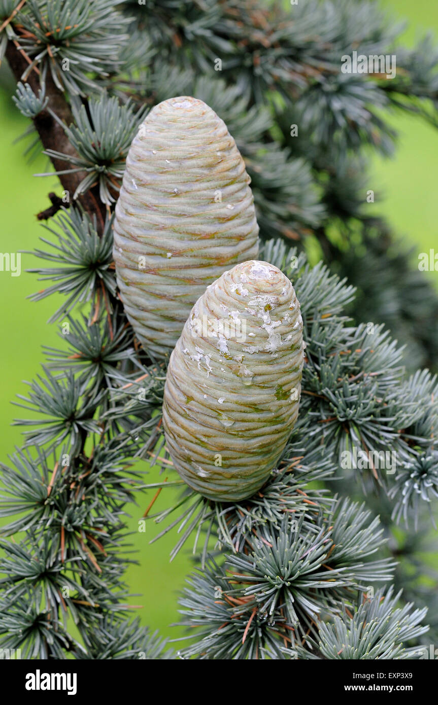 Blue cèdre de l'Atlas (Cedrus atlantica cv. glauca), des aiguilles et des cônes immatures, Rhénanie du Nord-Westphalie, Allemagne Banque D'Images