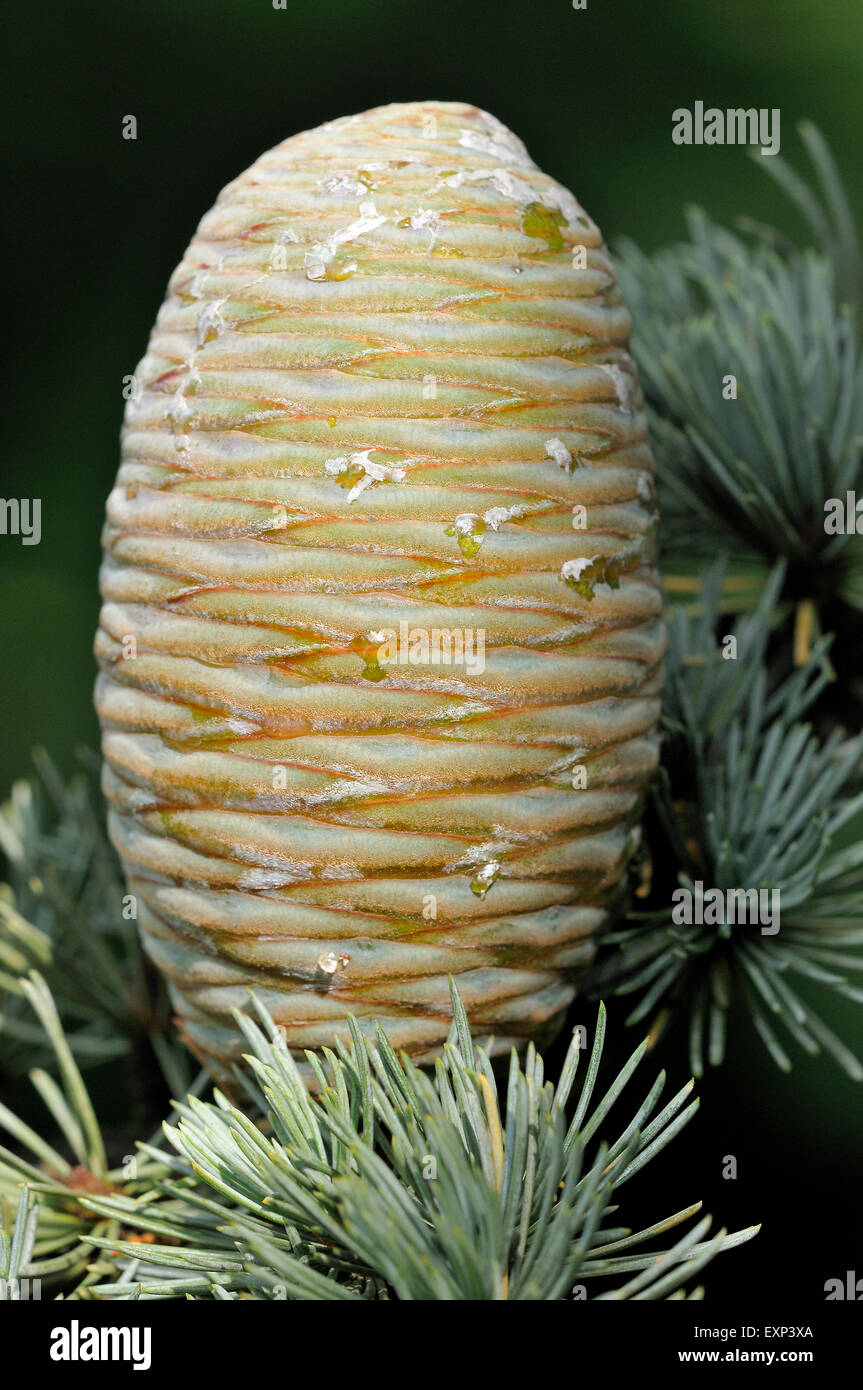 Blue cèdre de l'Atlas (Cedrus atlantica cv. glauca), des aiguilles et des cônes immatures, Rhénanie du Nord-Westphalie, Allemagne Banque D'Images