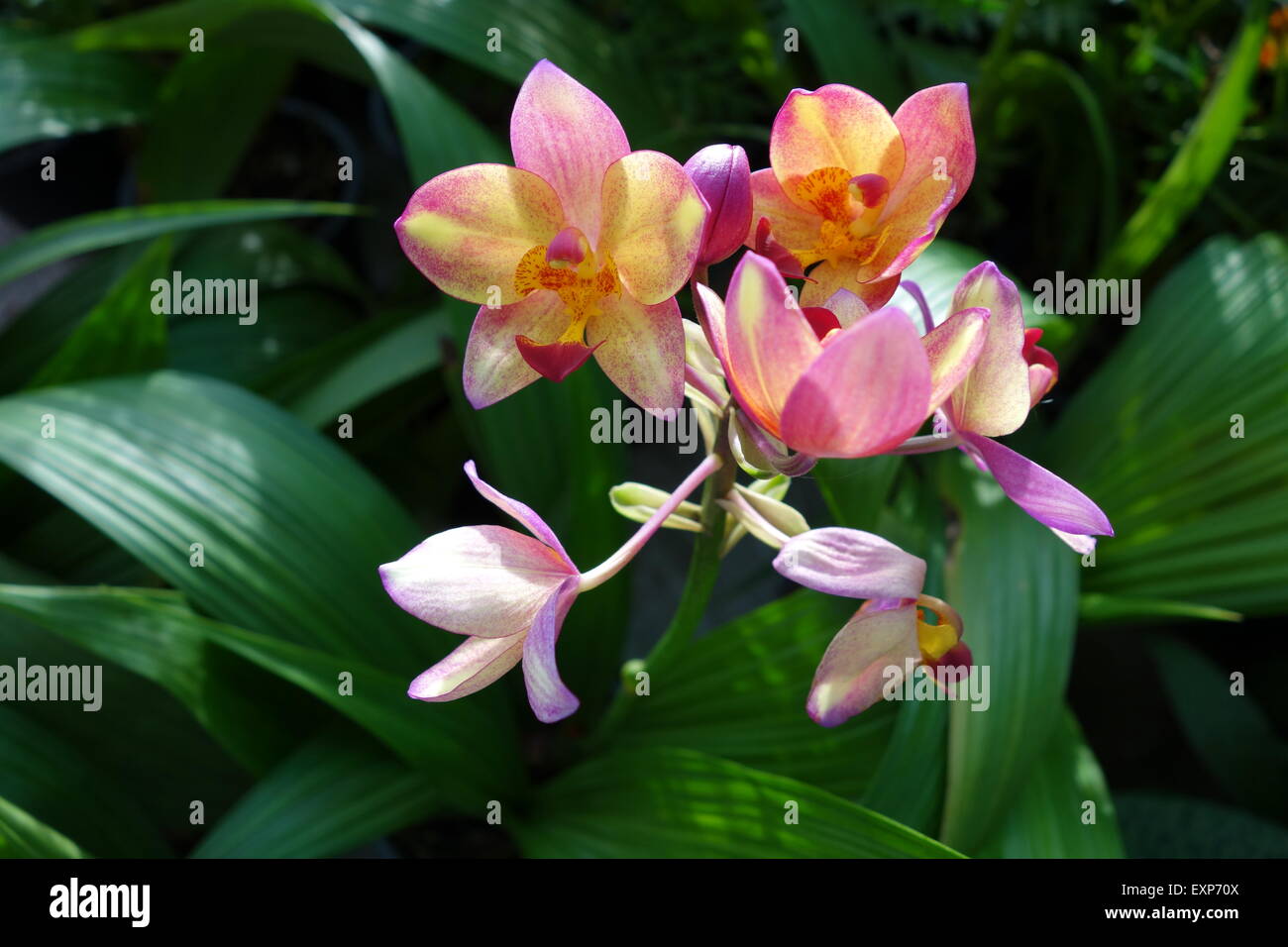 Spathoglottis Plicata orchidées rose vert avec l'arrière-plan flou Banque D'Images