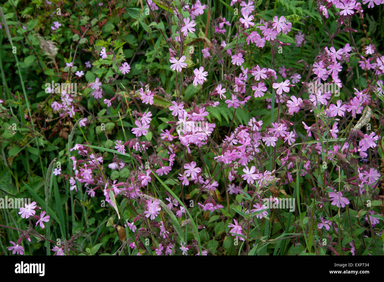 2015 Cornwall. Wild campion Banque D'Images