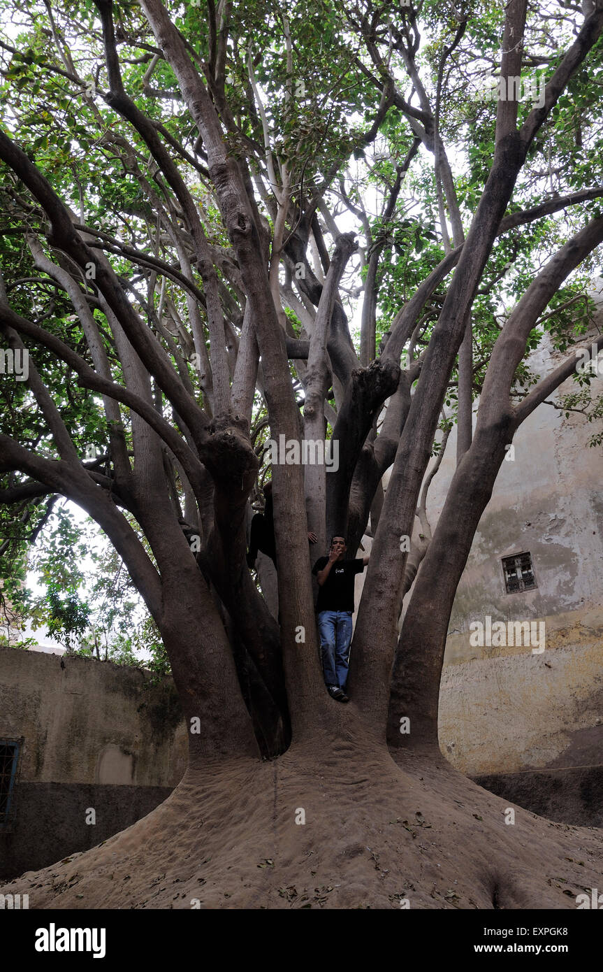 Jeune homme debout sur l'arbre à Essaouira. Banque D'Images