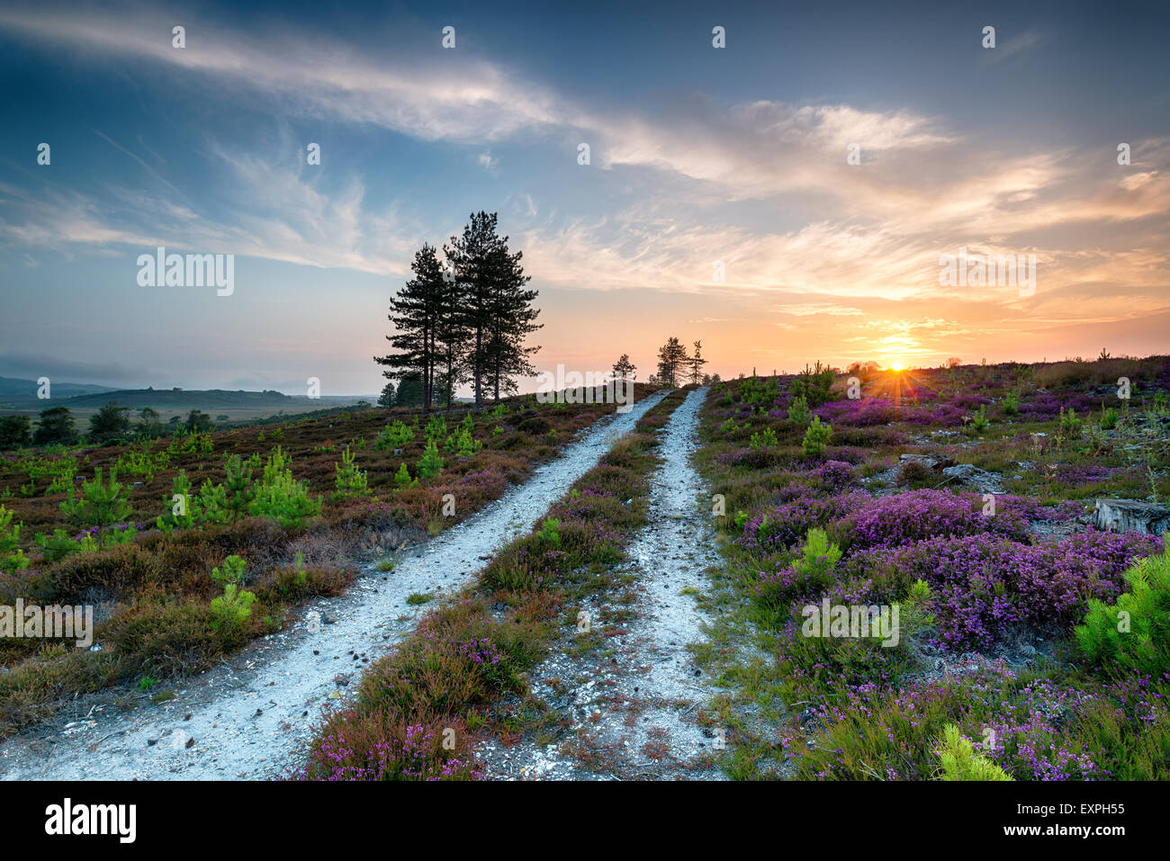 L'été au Stoborough Heath, une vaste zone de landes sablonneuses près de Wareham dans le Dorset Banque D'Images